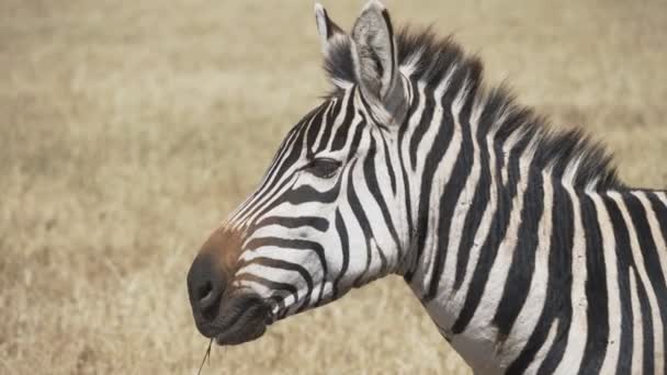 Perto de uma zebra que mastiga grama na cratera de ngorongoro — Vídeo de Stock