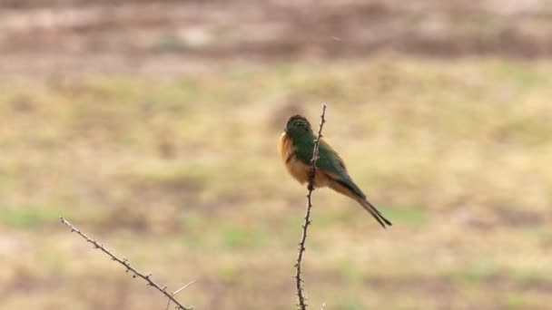 Mały ptak zjadacz pszczół na łodydze nad jeziorem Manyara — Wideo stockowe