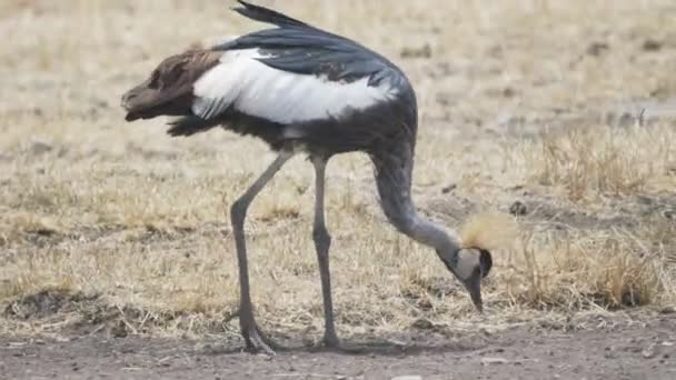 Tracking shot van een grijs gekroonde kraan voeding bij ngorongoro - 4K 60p — Stockvideo