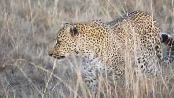 4K 60p Nahaufnahme eines Leoparden, der an der Masai Mara läuft — Stockvideo