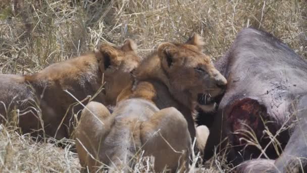 180p tiro em câmera lenta de leões olhando para cima de uma morte de búfalo em serengeti — Vídeo de Stock