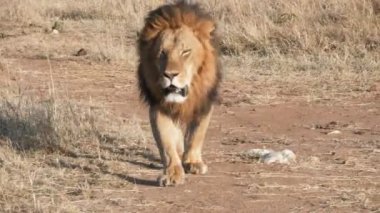 4K 60 poundluk erkek aslan görüntüsü Masai Mara 'ya yaklaşıyor.