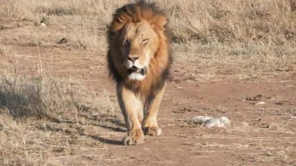 4K 60p colpo di un leone maschio si avvicina direttamente a masai mara — Video Stock