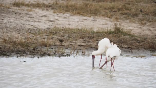 Um clip de câmera lenta de 180p de duas colheradas africanas lutando na cratera de ngorongoro — Vídeo de Stock