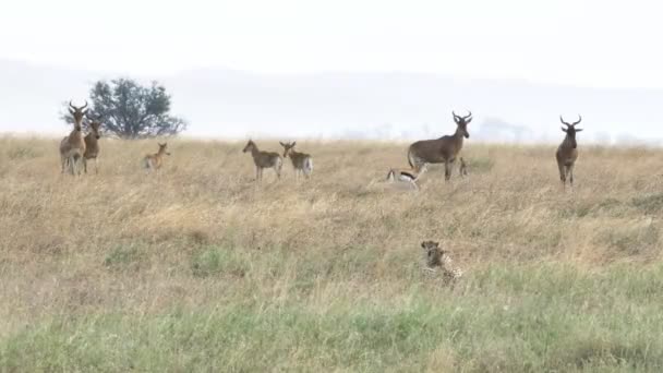 Um par de chitas perseguindo hartebeest e gazela em serengeti — Vídeo de Stock