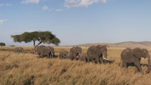 Een kudde olifanten in één bestand nadert in Serengeti National Park — Stockvideo