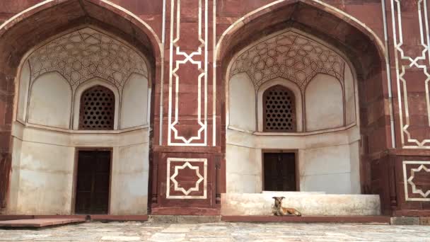 DELHI, INDIA - MARCH 12, 2019: a dog laying on the steps of humayuns tomb — Stock Video