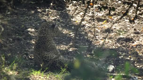 Widok z tyłu lampart spoczywający w cieniu w rezerwacie narodowym Masai Mara — Wideo stockowe