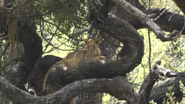 Słynny lew wspinający się na drzewo w obliczu kamery nad jeziorem Manyara — Wideo stockowe