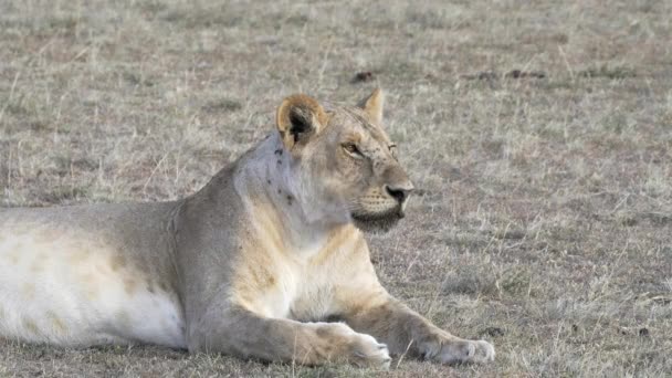 Bliski widok na lwicę leżącą w Masai Mara w Kenii — Wideo stockowe