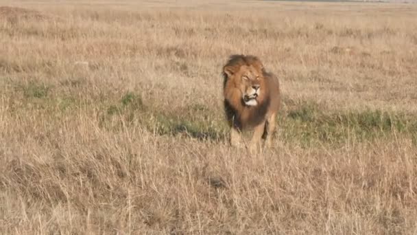 Αρσενικό λιοντάρι πλησιάζει σε masai mara εθνικό απόθεμα — Αρχείο Βίντεο