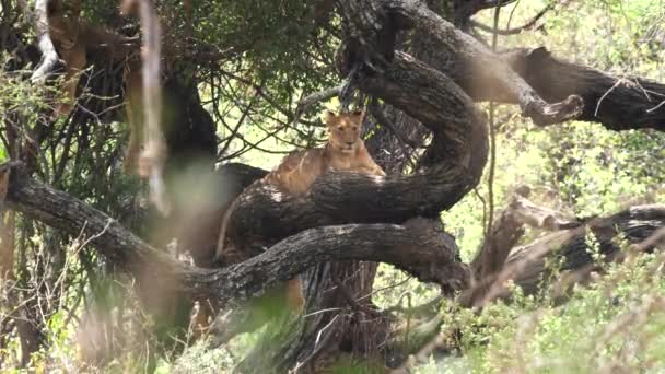 Uno de los famosos leones trepadores de árboles en un árbol en el parque nacional del lago Manyara — Vídeo de stock