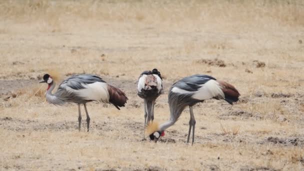 Slow motion clip van een grijze gekroonde kraanvogel die zich voedt bij ngorongoro krater — Stockvideo