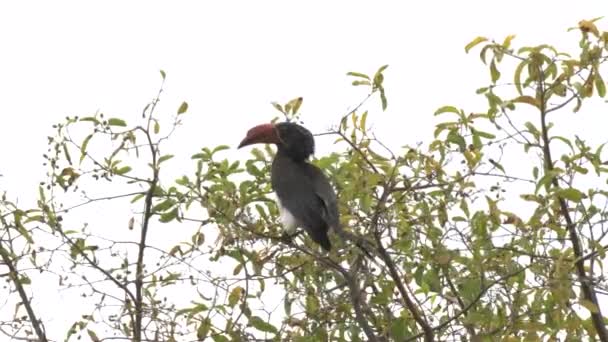 Koronowany rogacz ptak w drzewie nad jeziorem manyara narodowy park — Wideo stockowe