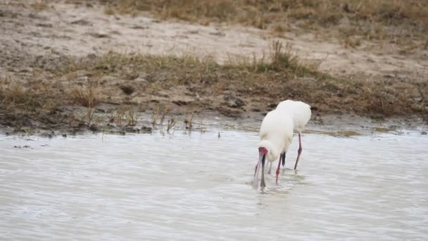 Lambat gerak klip african spoonbills makan di kawah ngorongoro — Stok Video