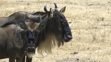Antilop boğa ve ineğin Ngorongoro Krateri 'nde yan yana durduğu yere.