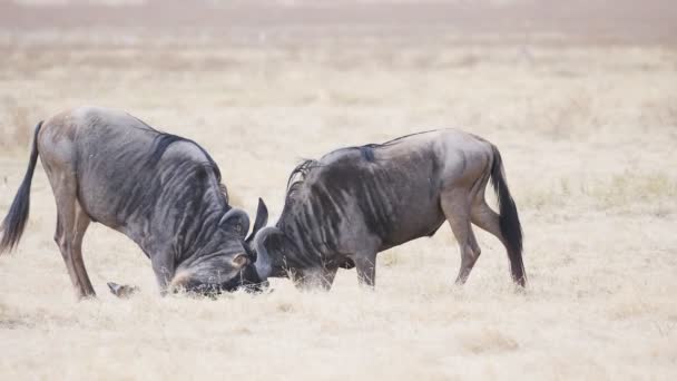 180p повільний кліп антилопи биків гну в кратері Нгоронгоро. — стокове відео