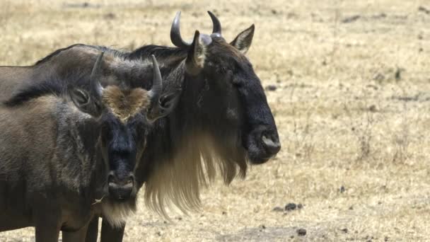 Perto de um touro selvagem e vaca em pé juntos na cratera de ngorongoro — Vídeo de Stock