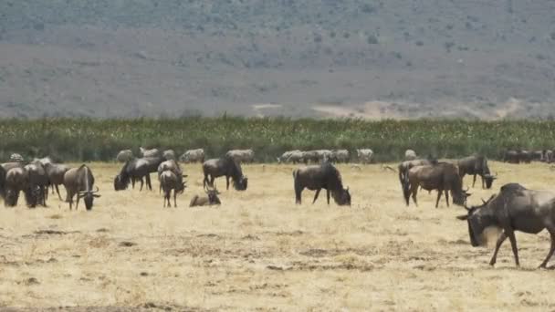 Tiro largo de uma manada de gnus alimentando-se na cratera de ngorongoro — Vídeo de Stock