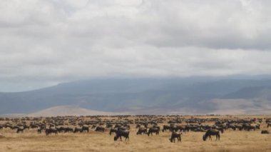 Ngorongoro Krateri 'nde bir antilop sürüsünün geniş açılı görüntüsü.