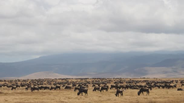 Um tiro de ângulo largo de uma manada de gnus na cratera de ngorongoro — Vídeo de Stock