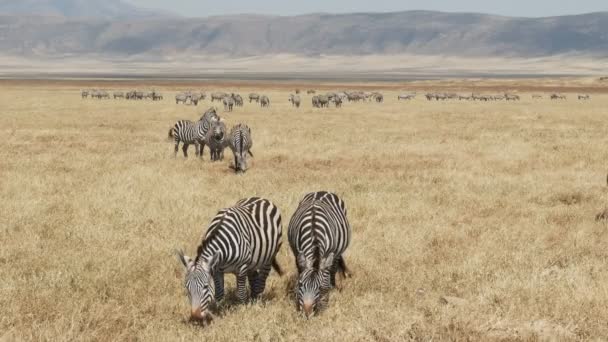 Plan grand angle d'un troupeau de zèbres au cratère ngorongoro — Video