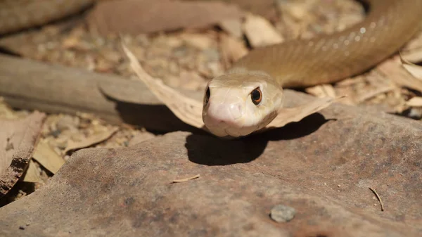 GOSFORD, NSW, AUST- JUL, 22, 2020：close up of a coastal taipan with its head on roofing iron — 图库照片