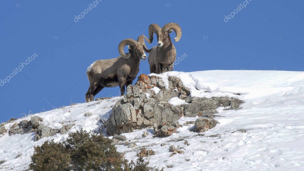 winter shot of bighorn sheep rams standing on a ridge at yellowstone