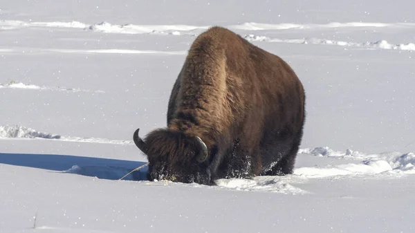 Bisonte utilizzando la sua testa massiccia per cancellare la neve lontano dall'erba a yellowstone — Foto Stock