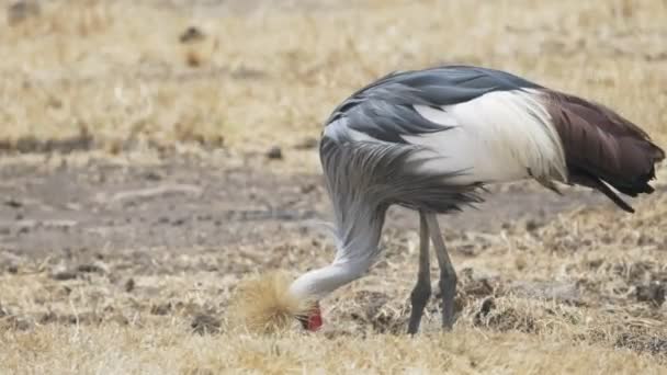4K 60p close shot van een grijs gekroonde kraanvogel die zich voedt bij ngorongoro krater — Stockvideo