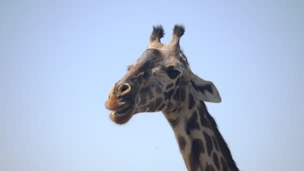 4K 60p close up of a giraffe chewing at arusha national park — Stock Video