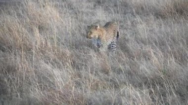 Kenya Masai Mara 'ya yaklaşan bir leoparın yüksek açılı görüntüsü