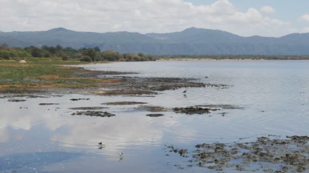 Borde del lago del lago Manyara en Tanzania — Vídeo de stock