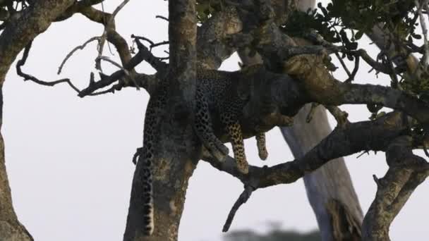 在萨伦盖蒂，一只豹子睡在一棵树上的近景 — 图库视频影像
