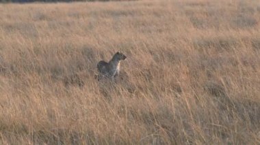 Kenya Masai Mara 'ya yaklaşan bir leoparın geniş açılı görüntüsü.
