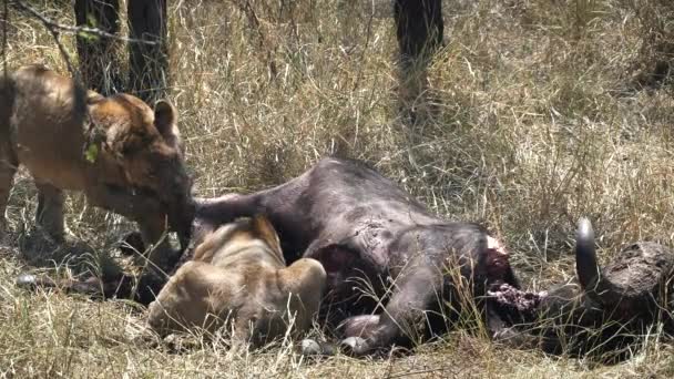 小狮子在塞伦盖蒂停止拉着水牛的猎杀 — 图库视频影像