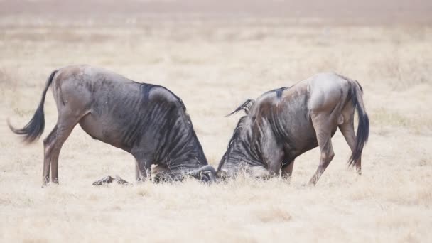 180p медленное движение двух диких быков, толкающих друг друга у кратера ngorongoro — стоковое видео