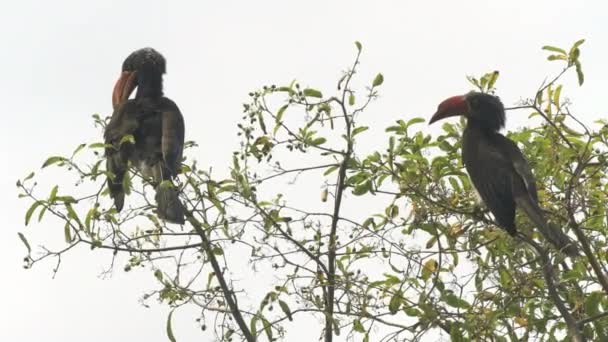 Koronowany rogacz na drzewie upierzającym swoje pióra nad jeziorem Manyara — Wideo stockowe