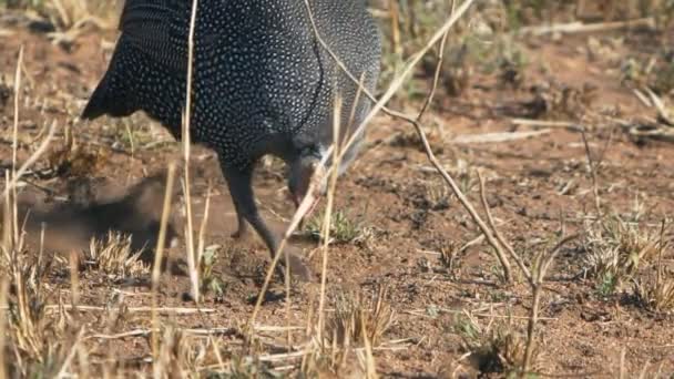 Zeitlupen-Clip eines Perlhühnchens beim Serengeti- 240p — Stockvideo