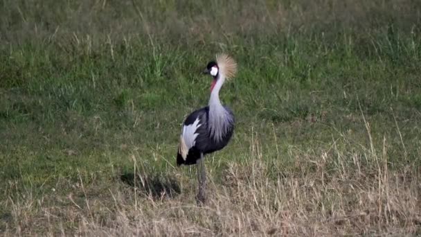 Een grijs gekroonde kraan bij masai mara national reserve — Stockvideo