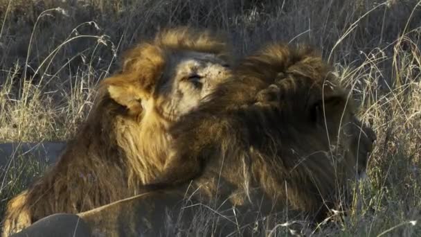 Close mannelijke leeuw likken een broer bij serengeti — Stockvideo