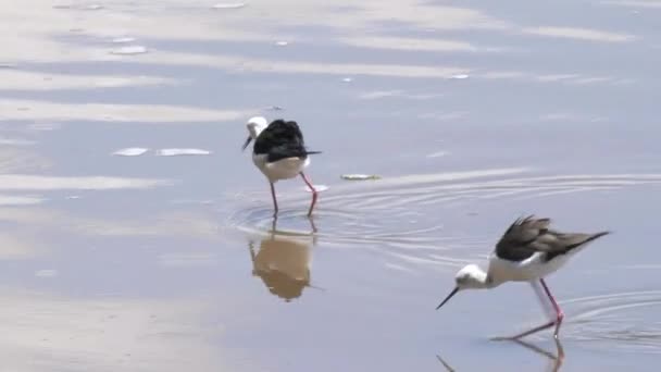 Para czarnoskrzydłych szczudłów żywiących się jeziorem Manyara — Wideo stockowe