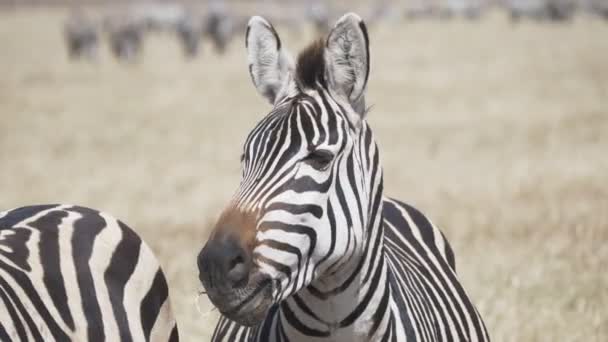 4K 60p tiro de perto de uma zebra alimentando-se na cratera ngorongoro — Vídeo de Stock