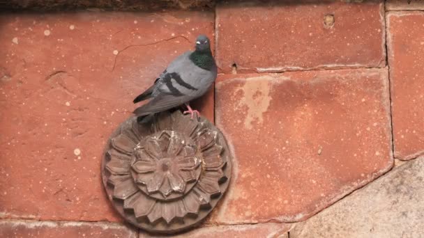 4K 60p disparo de una paloma posada en una pared de bara gumbad en Nueva Delhi — Vídeos de Stock