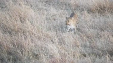 Bir leopar yaklaşıyor ve Kenya 'daki Masai Mara' da duruyor. 4K 60p.