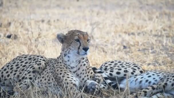 4K 60p shot of a sleepy cheetah in shade at tarangire national park — Stock Video