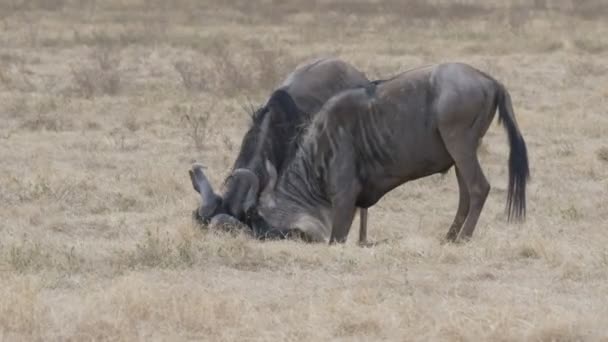 Clip de 4K 60p de dos peleas de ñus en el cráter ngorongoro — Vídeos de Stock