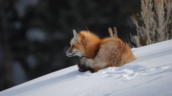 Uma raposa vermelha olhando ao redor e descansando na neve no parque nacional de yellowstone — Fotografia de Stock