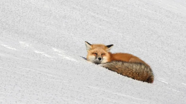Vista próxima de uma raposa vermelha descansando na neve de inverno em yellowstone — Fotografia de Stock