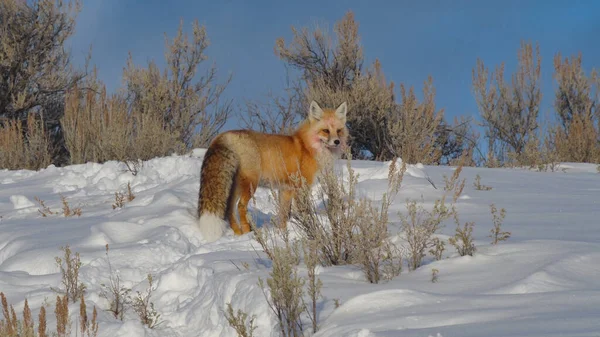 Tiro de inverno de uma raposa vermelha que está em uma colina coberta de neve no parque nacional de yellowstone — Fotografia de Stock